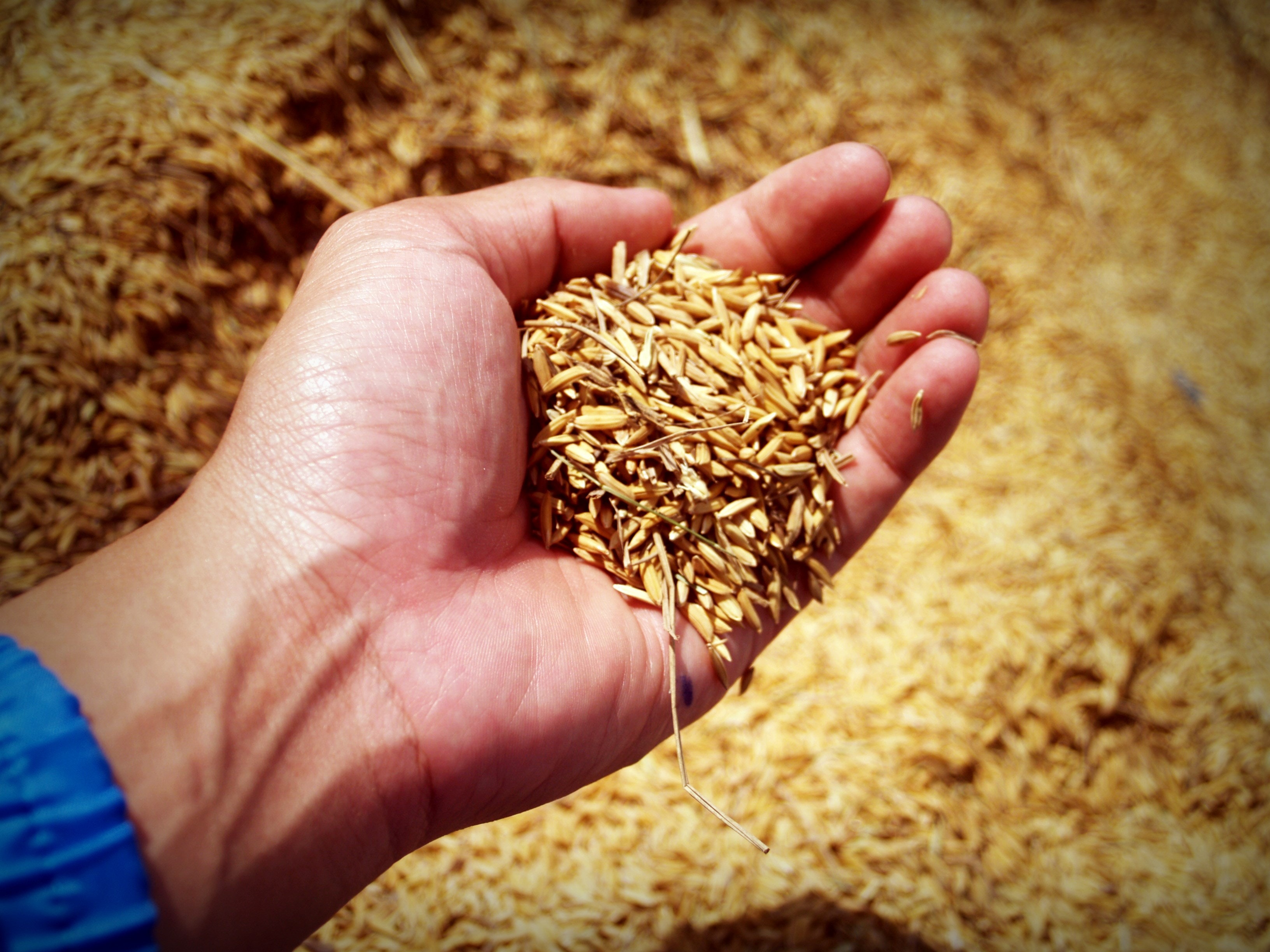 AI in agriculture 2